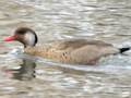 Brazilian Teal